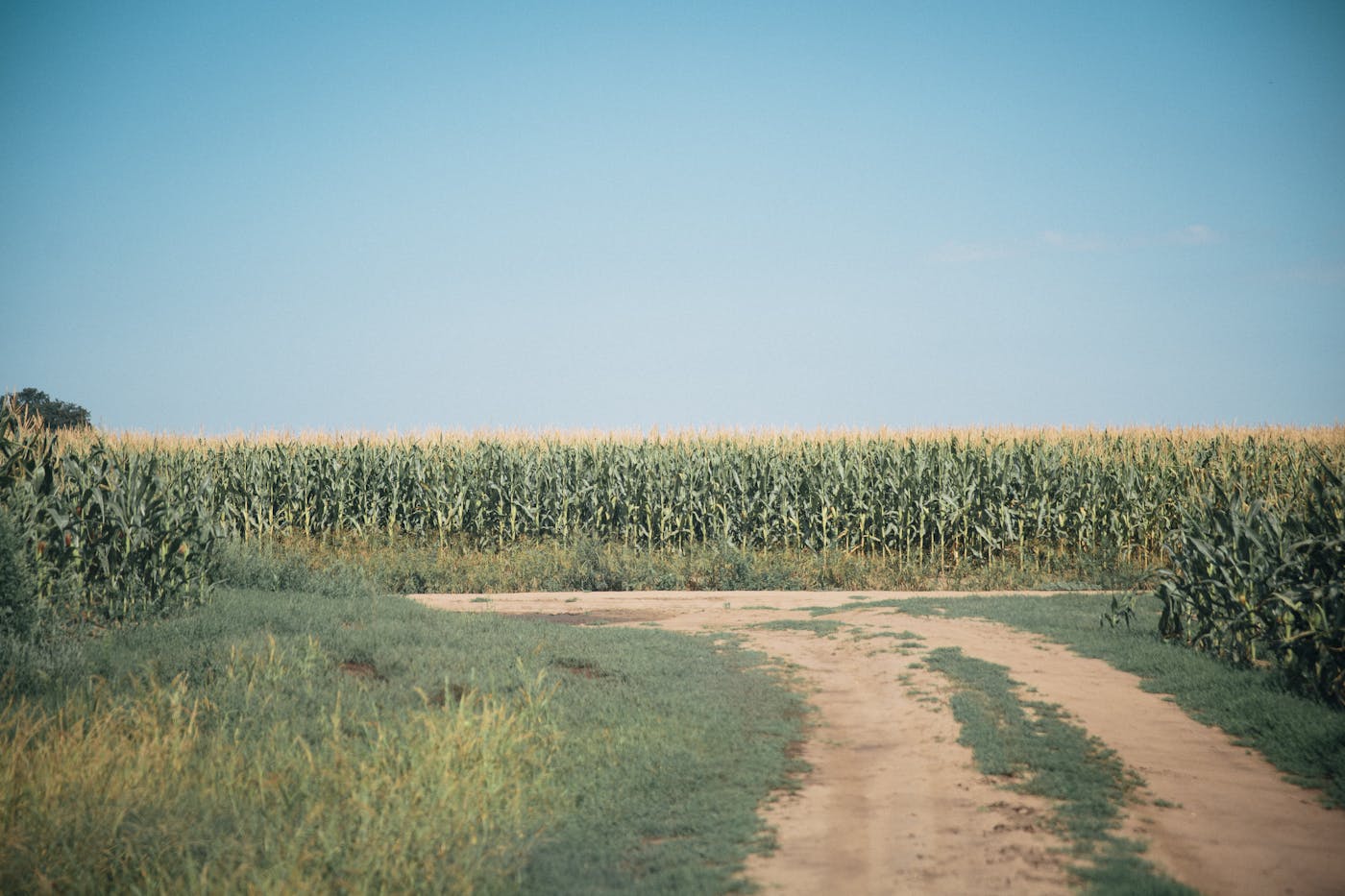 A dirt road running alongside a tall cornfield under a clear blue sky
